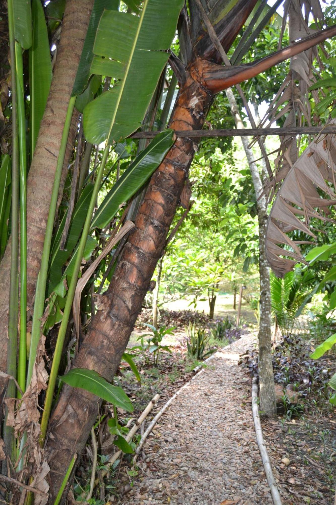 Iguana Roost Tourism Gold Standard Fully Equipped Two Bedroom Cabin San Ignacio Buitenkant foto